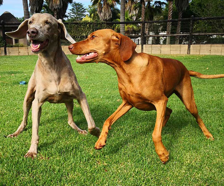 Dogs enjoying themselves in play paddock
