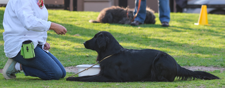 Puppy training at Zimzala