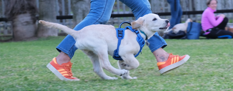 Puppy training at Zimzala
