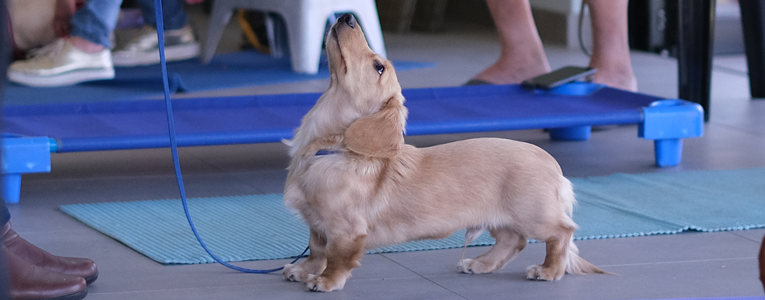 Puppy training at Zimzala