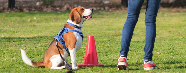 Puppy training at Zimzala